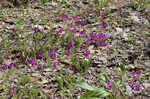 Largeflower fameflower